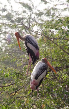 Marabou birkaç ağaca üstüne tünemiş