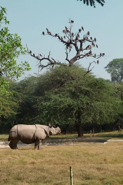 Rhinocéros blanc rester à l'herbe, Inde Images De Stock Libres De Droits