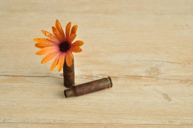 Daisy ve madde işareti