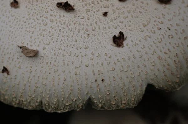Perto de um cogumelo — Fotografia de Stock