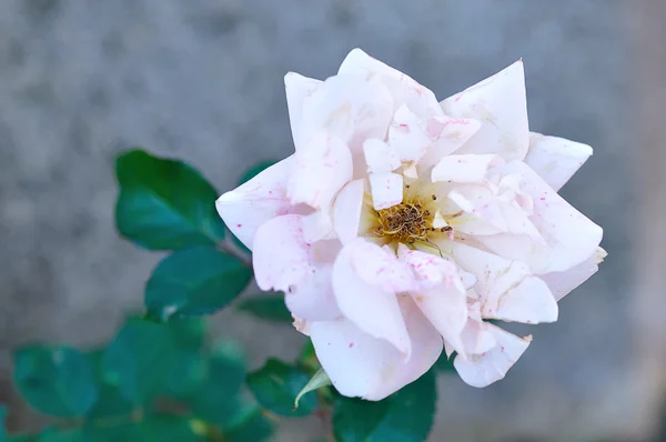 Una rosa — Foto de Stock