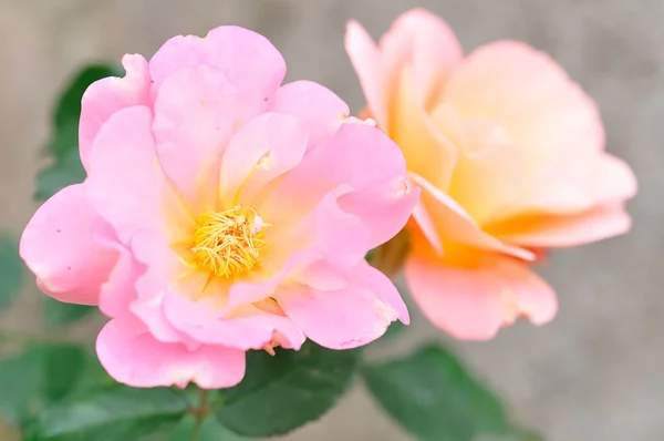 Två rosa rosor — Stockfoto