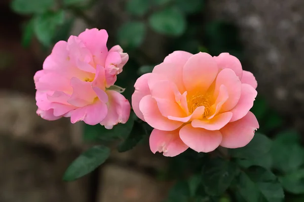 Twee roze rozen — Stockfoto