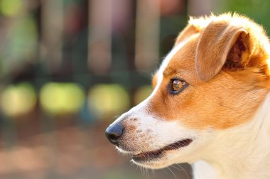 Bir güzel özenli Jack Russel yavru