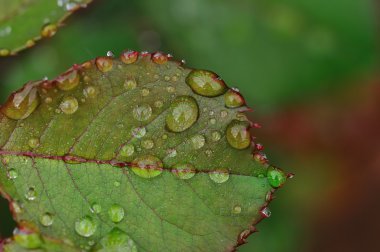 Su damlaları bir tesisi