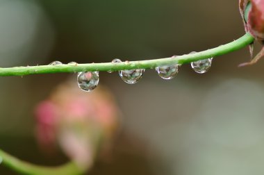 Su damlaları bir tesisi