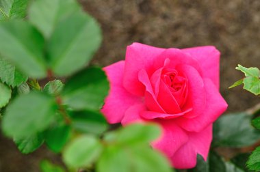 Odak yeşil yaprakları dışarı ile tek bir pembe gül