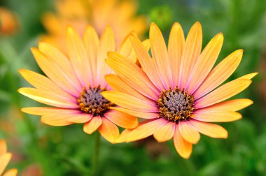 twee oranje madeliefjes