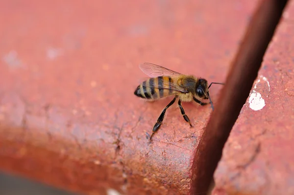 Eine einzelne Biene auf einer Ziegelwand — Stockfoto