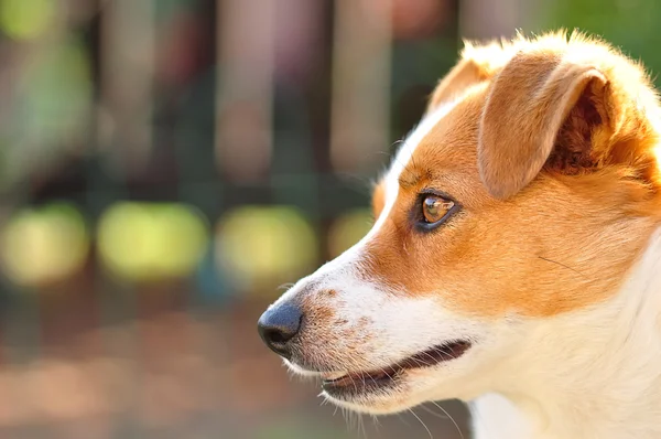 Bir güzel özenli Jack Russel yavru