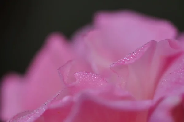 Rosa-de-rosa com fundo raso — Fotografia de Stock