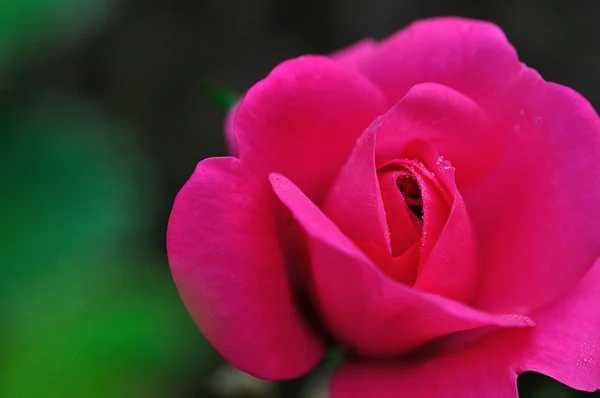 Färgglada, vackra, fina rosenblad och detaljer — Stockfoto