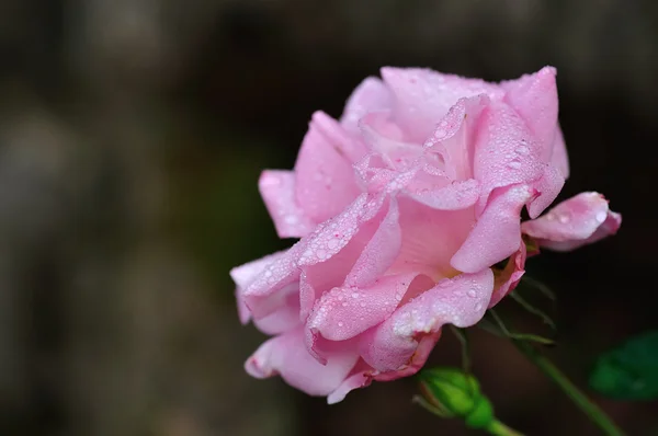 Waterdruppels op een roos — Stockfoto