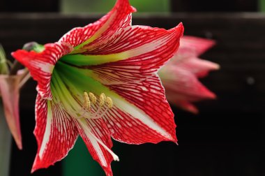 Kırmızı ve beyaz nergis zambağı