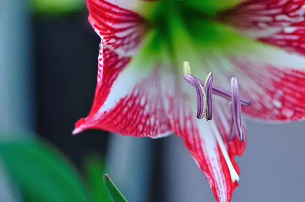 Red and white Amaryllis — Stock Photo, Image