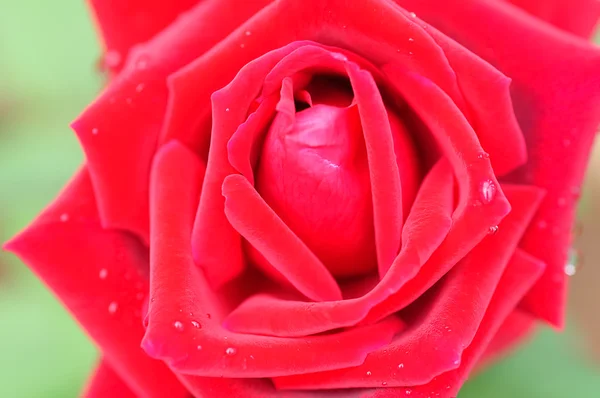 Une seule rose — Photo