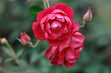 Bahçedeki kırmızı gül