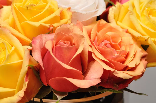 Sárga és narancssárga rózsa — Stock Fotó
