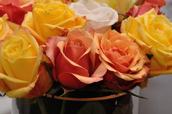 Sárga és narancssárga rózsa — Stock Fotó