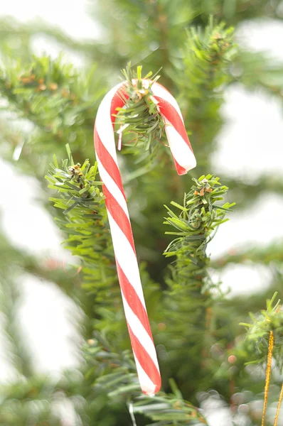 Uma bengala de doces pendurada numa árvore de Natal — Fotografia de Stock