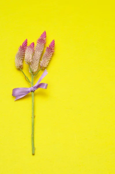 Mor çiçekler mor bir yay ile bağlı — Stok fotoğraf