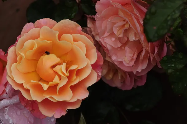 Oranje Rozen bedekt met waterdruppels — Stockfoto