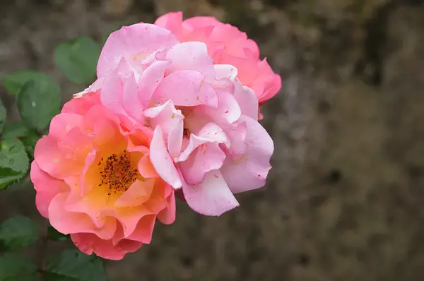 Розовые розы, покрытые каплями воды — стоковое фото