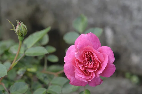 Pink Rose in een tuin — Stockfoto