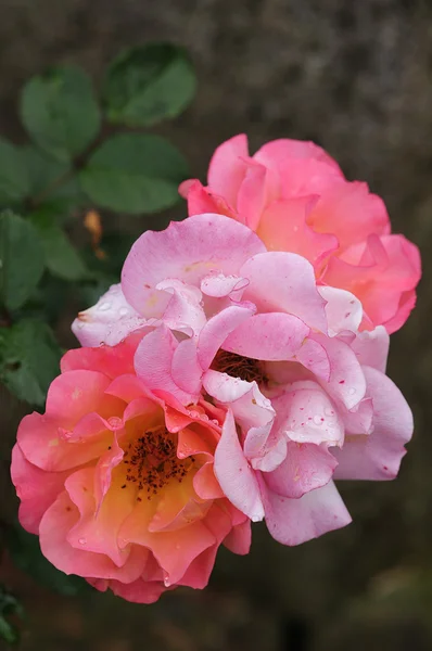 Rosa Rosen mit Wassertropfen bedeckt — Stockfoto