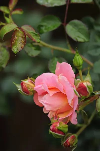 Oranje Rozen bedekt met waterdruppels — Stockfoto