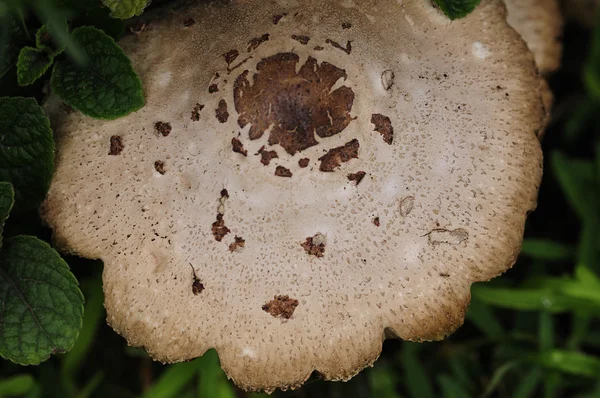 Gros plan d'un champignon — Photo