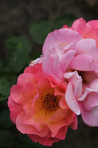 Rosas rosadas cubiertas con gotas de agua — Foto de Stock