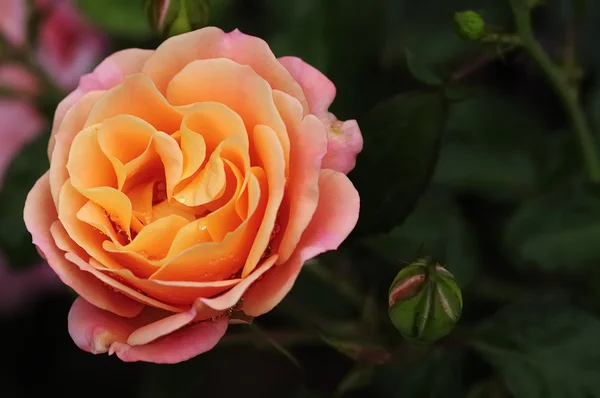 Een oranje rose — Stockfoto