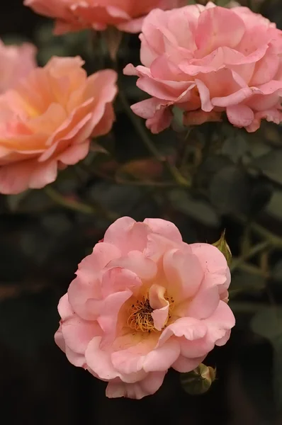 Roze rozen in een tuin — Stockfoto