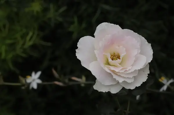 Eine weiße Rose mit geringer Schärfentiefe — Stockfoto