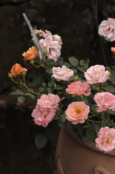 Roze rozen in een tuin — Stockfoto