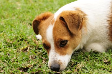 Bir Jack Russell köpek yavrusu