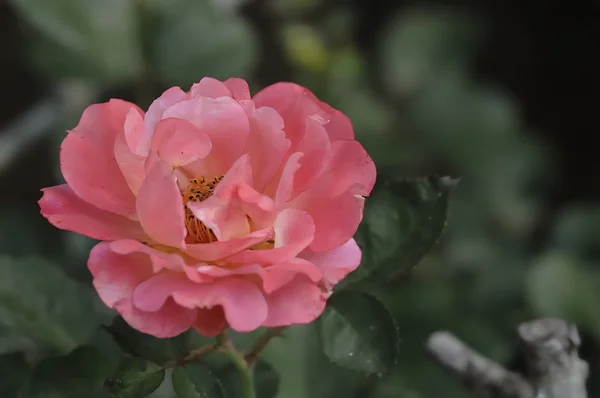 Één roze roos — Stockfoto