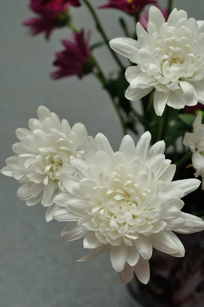 Bouquet Branco astros — Fotografia de Stock
