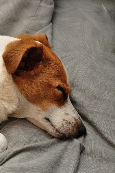 Een Jack Russell slapen op een kussen grijs — Stockfoto