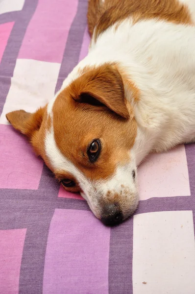 Jack Russell pup opleggen aan een kleurrijke dekbed — Stockfoto