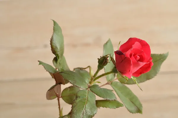 Une seule rose rouge sur un fond en bois — Photo