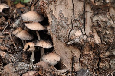 Bahçede yetişen mantarlar