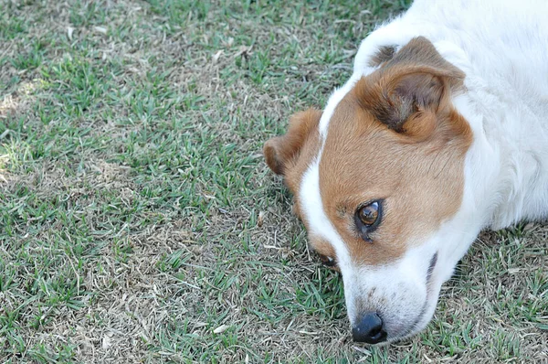 Egy Fűre Fektetett Jack Terrier Kertben — Stock Fotó