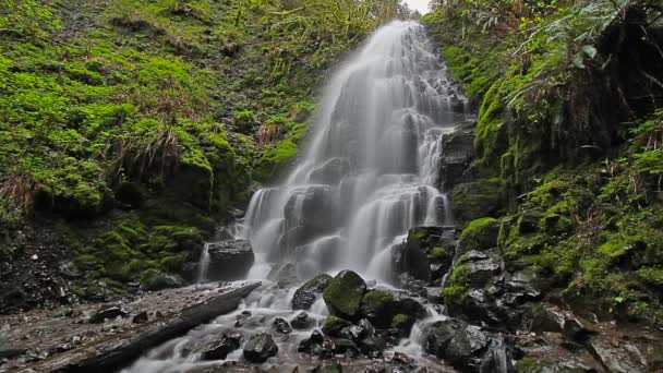 Película de alta definición de larga exposición velo suave agua de cola de caballo que fluye de Fairy Falls con musgo verde y helechos a lo largo de Columbia Gorge en Portland Oregon 1920x1080 — Vídeos de Stock