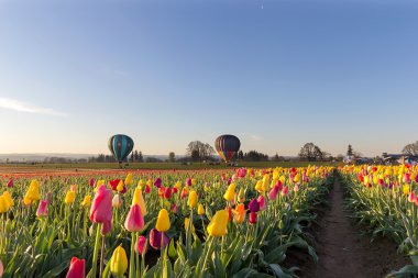 Lale alan Oregon, sıcak hava balonları
