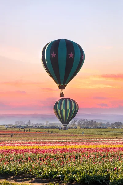 Hot Air Balloons at Tulip Field — Stock Photo, Image