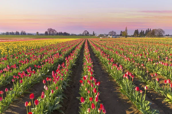 Campo de tulipa em flor ao nascer do sol — Fotografia de Stock