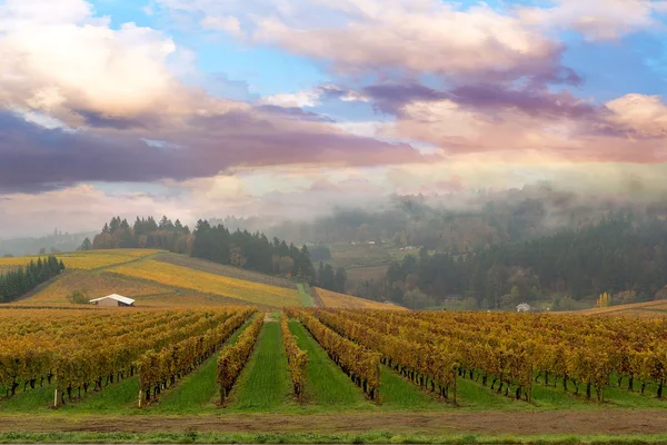 Viñedo en Dundee Oregon — Foto de Stock