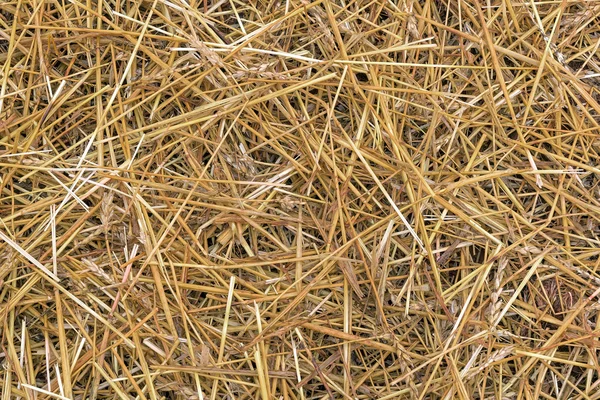 Wheat Grass Hay Background — Stock Photo, Image